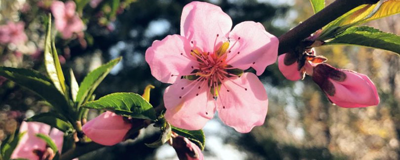 桃花長什么樣子，桃花有什么特點(diǎn)