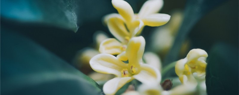 桂花的功效和作用，桂花泡茶怎么制作