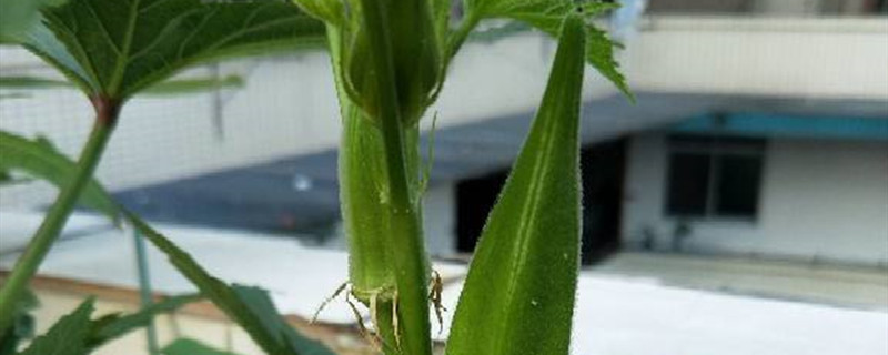 秋葵是什么植物，秋葵植物長(zhǎng)什么樣子