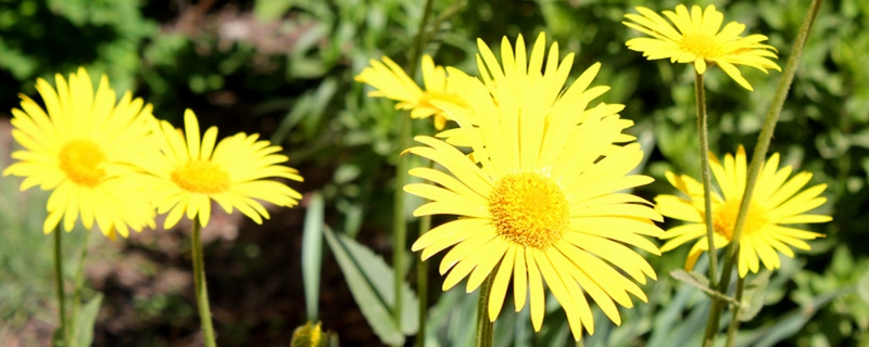 雛菊怎么養(yǎng)，雛菊花期