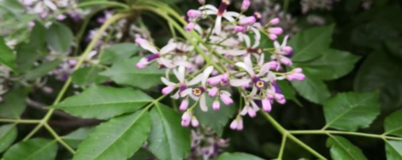 丁香花的介紹，丁香花的品種