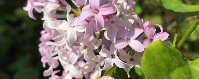 丁香花的開花時間，丁香花的花語