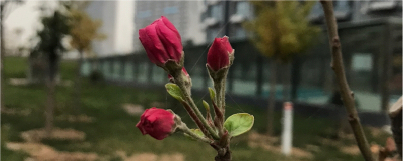 海棠冬季有葉子嗎，冬季開花嗎