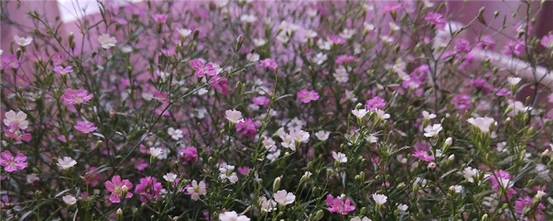 滿天星是干花還是鮮花，多少錢一束