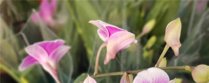 蘭花怎么養(yǎng)，蘭花圖片