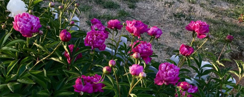 芍藥是什么植物，芍藥是花還是樹(shù)