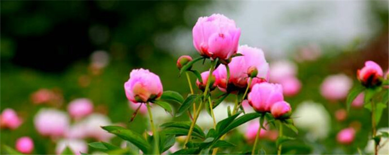 芍藥和白芍一樣嗎，白芍是芍藥花的根嗎