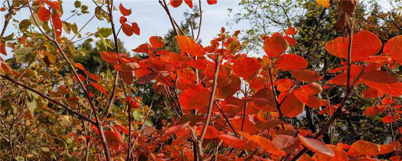 北京坡峰嶺紅葉什么時候紅，八月份去能看到紅葉嗎