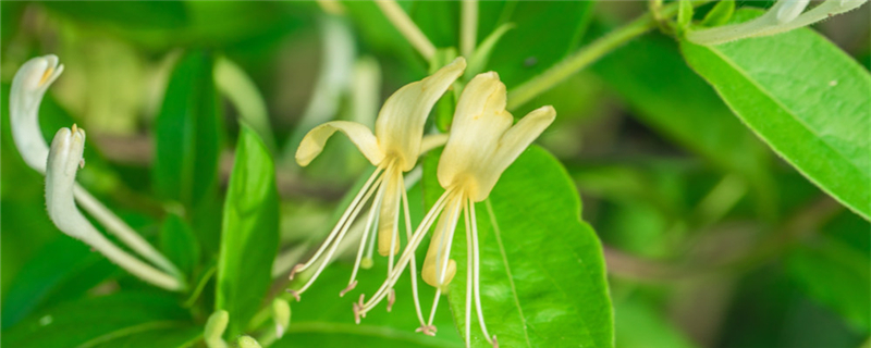 金銀花苗多少錢(qián)一棵，金銀花苗價(jià)格