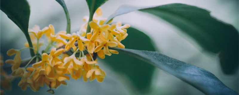 桂花是哪個城市的市花，開花季節(jié)