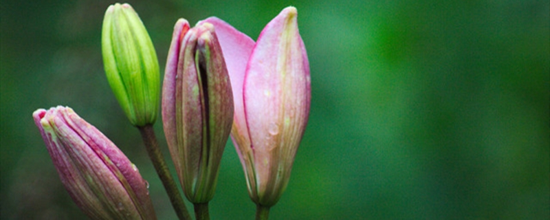 百合開花之后怎么處理，百合一年開花幾次