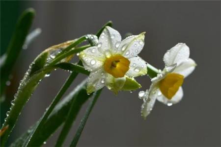 水仙花