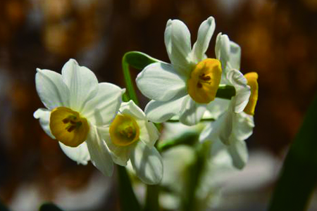 水仙花