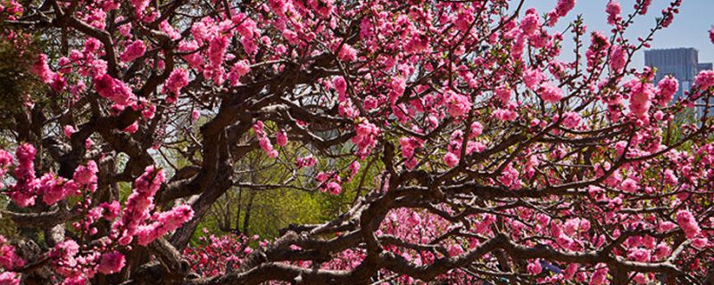 桃花什么季節(jié)開花，桃花促花方法