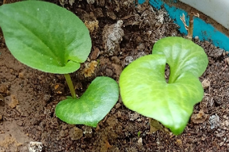 魚(yú)腥草