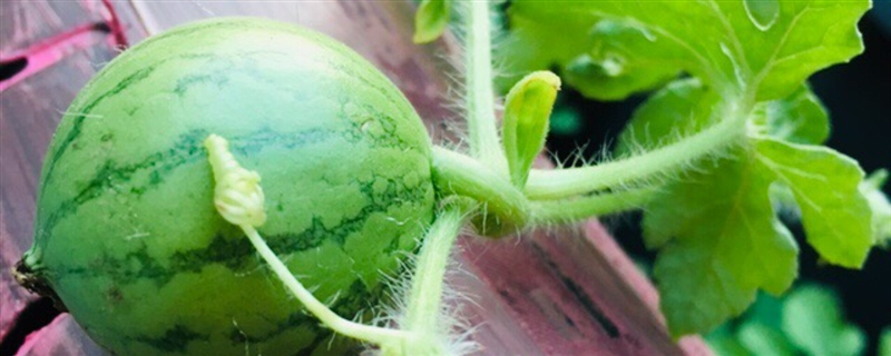 西瓜種植技術(shù)，西瓜什么時候種