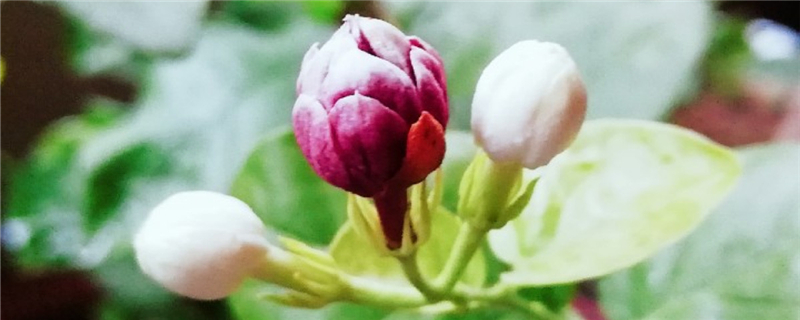 茉莉花幾月開，茉莉花一年開幾次