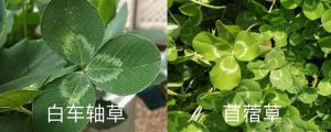 白車軸草和苜蓿草的區(qū)別，白車軸草是不是四葉草