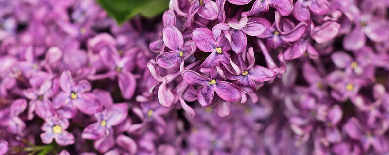 丁香花能曬太陽嗎，丁香花曬太陽會導致黃葉嗎