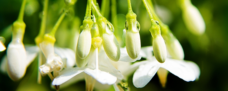 茉莉花如何播種，茉莉花播種時(shí)間