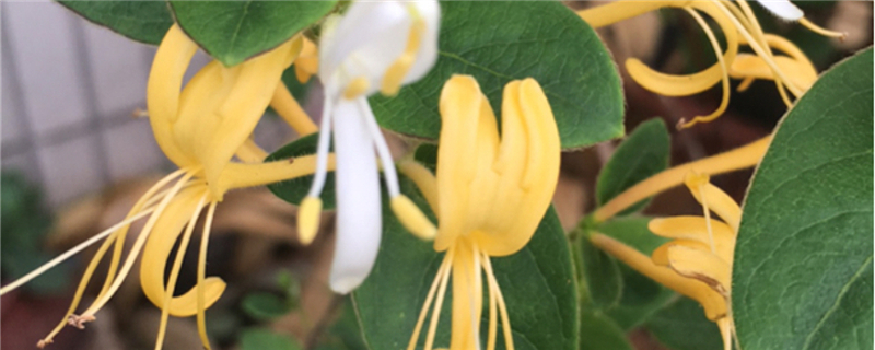 盆栽金銀花冬天能在室內(nèi)養(yǎng)嗎，冬天怕凍嗎