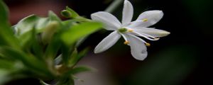 吊蘭開(kāi)花是好預(yù)兆嗎