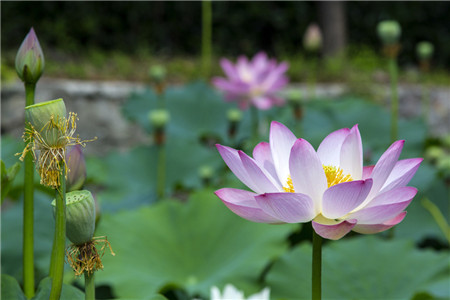 荷花