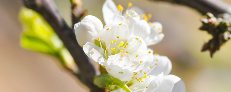 梅花修剪時(shí)間和方法，梅花修剪后的傷口如何處理