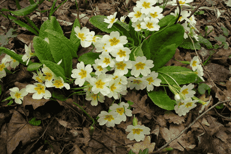 報春花