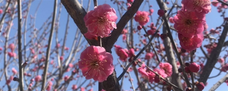 梅花什么時候開，哪種梅花能一年開兩次