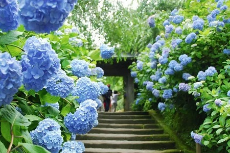 繡球花