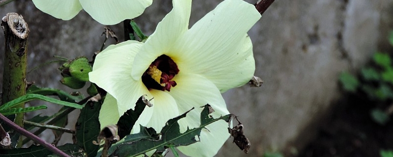 陽臺(tái)如何養(yǎng)花煙草，需要注意什么