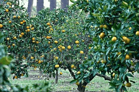 香水檸檬