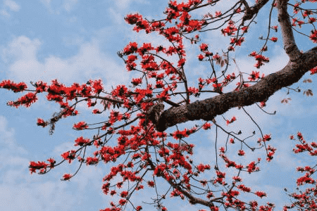 木棉樹(shù)