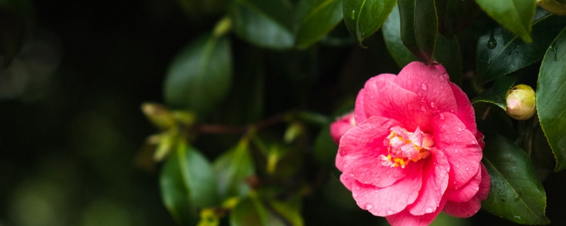 山茶花的養(yǎng)殖方法，山茶花圖片