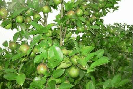 油茶