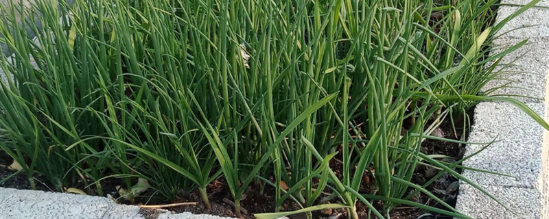 大蒜種植時(shí)間和方法，大蒜怎么種