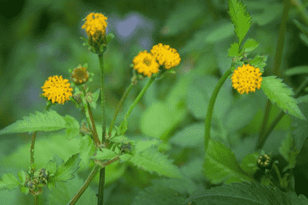 鬼針草