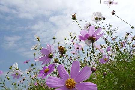 波斯菊