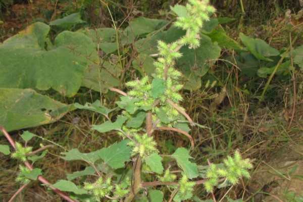 這些“毒草”酷似野菜，不小心吃下去，差點要了他的命！