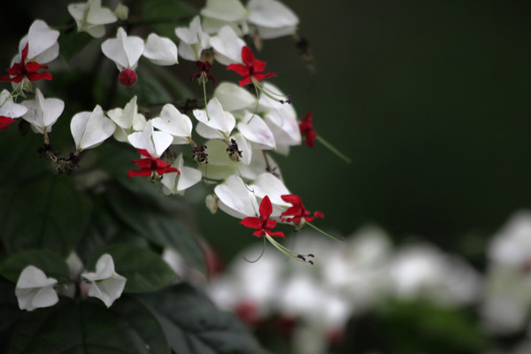 龍吐珠什么時(shí)候開花