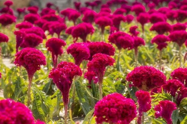 雞冠花什么時候開花