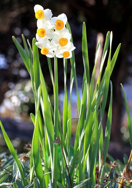 水仙花