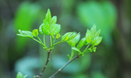 漂亮的一葉草