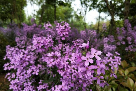 藍香芥