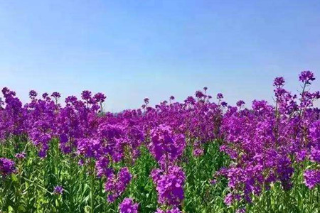 藍香芥