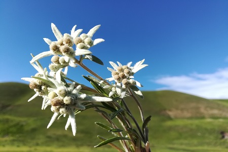 雪絨花