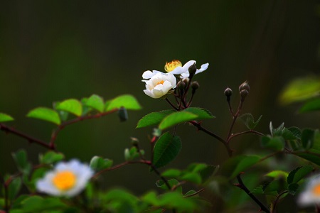 野薔薇