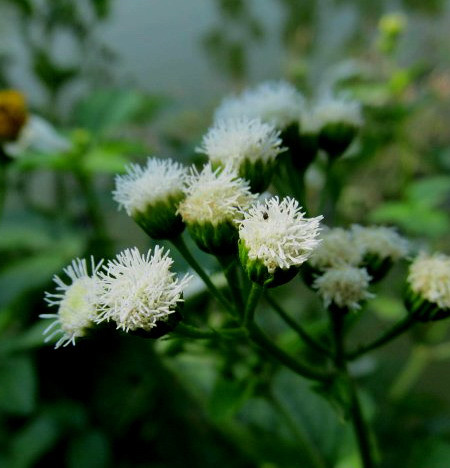 美麗的藿香薊