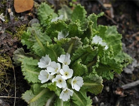 胡黃連開(kāi)花